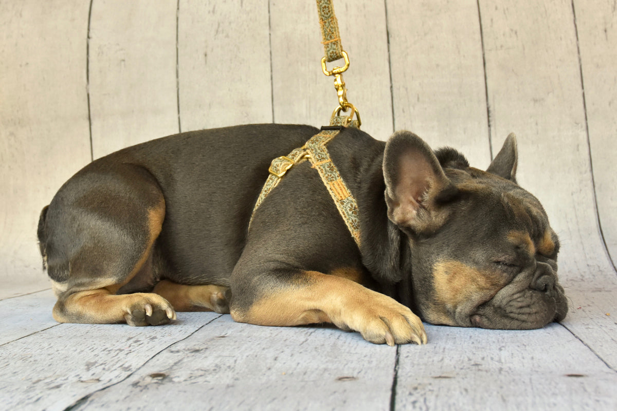 1'Tuscan Print Collar