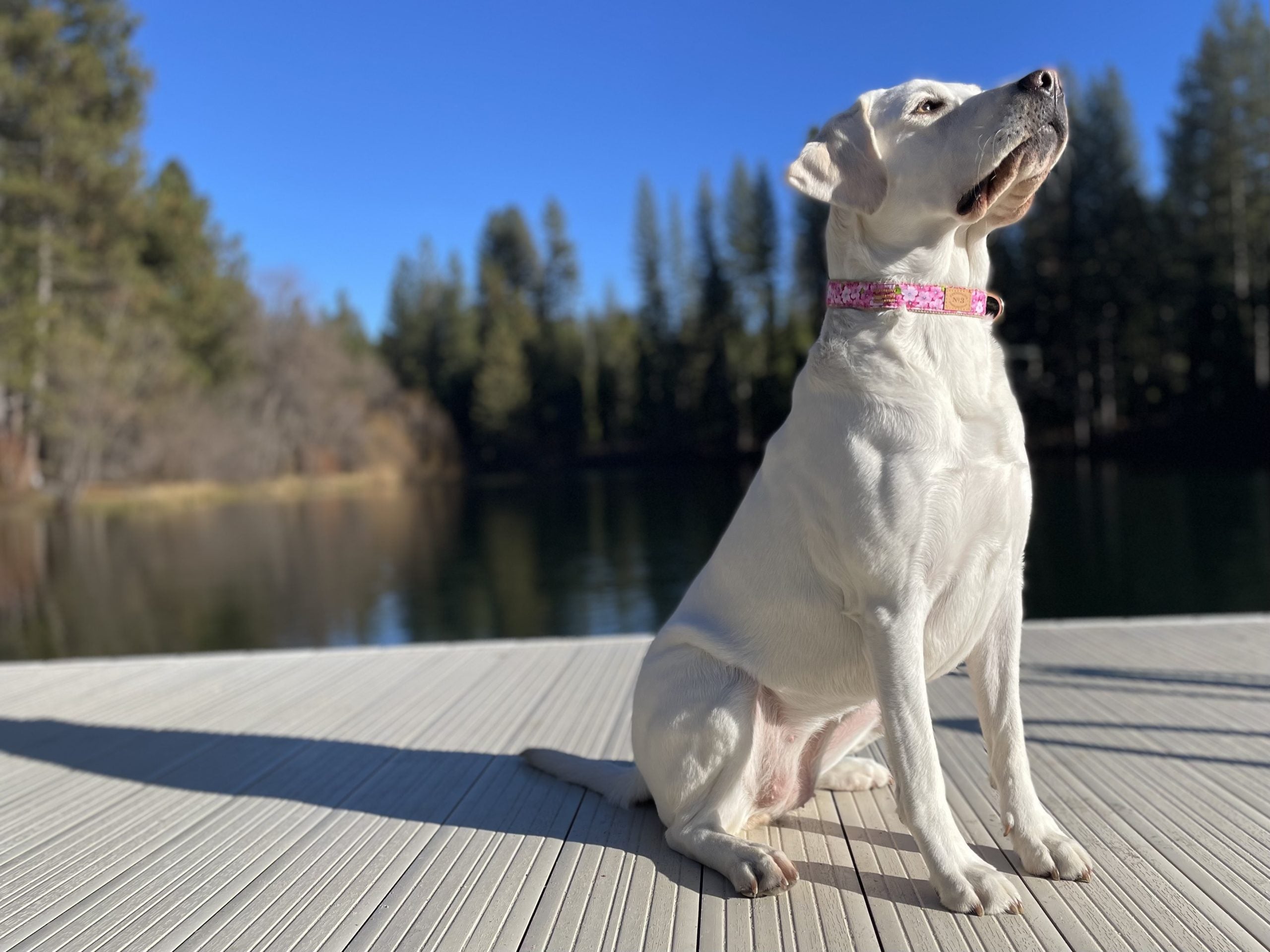 1" Millie Fiori Lead