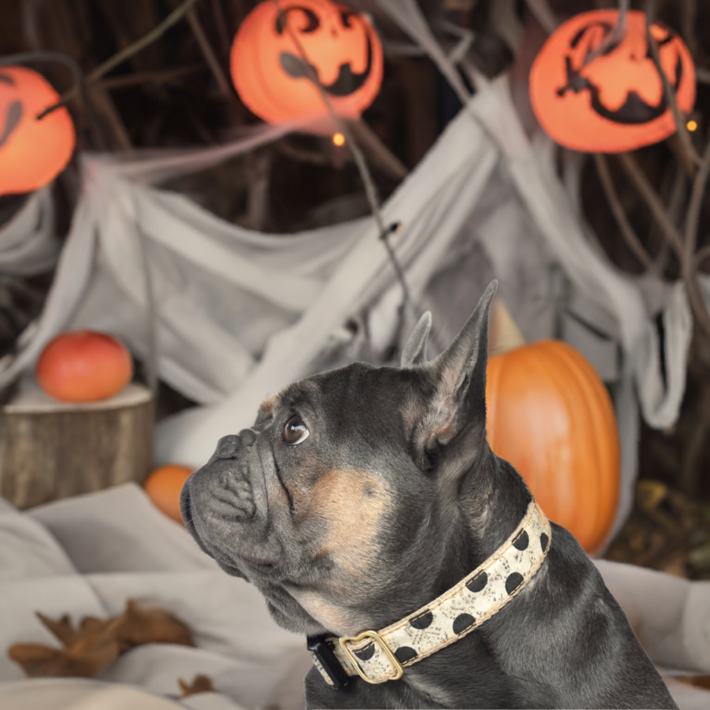 1" Antique Black Dot Collar
